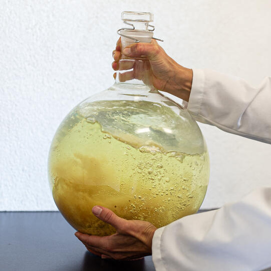 Spagyros Ribes nigrum