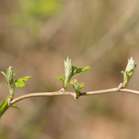 Spagyros Ribes nigrum